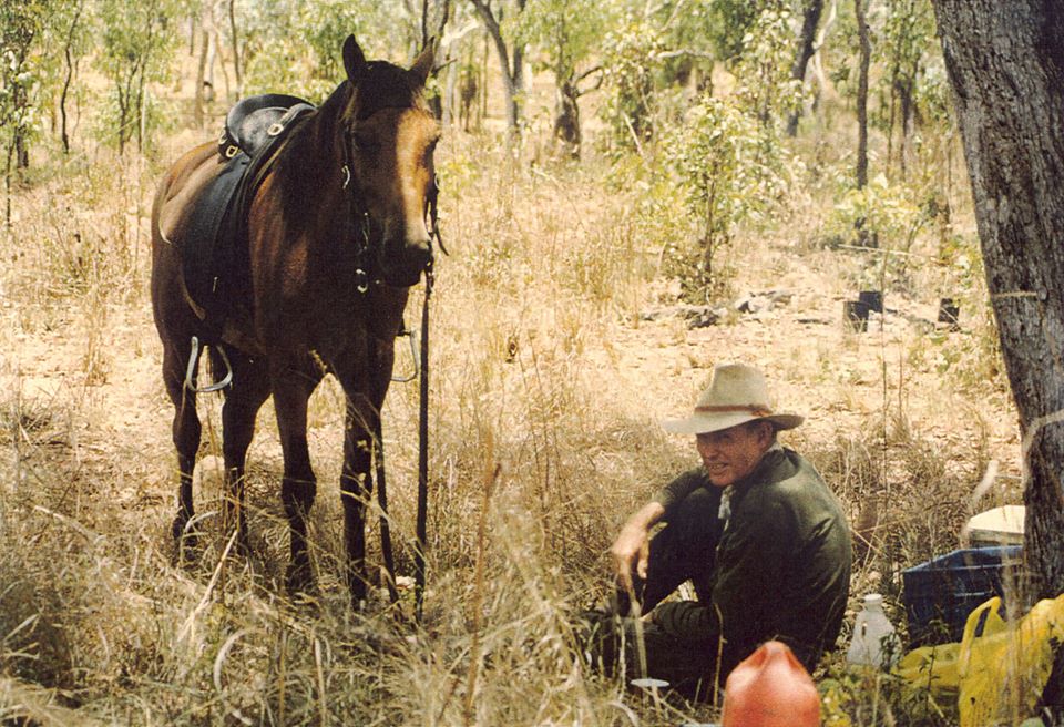 Timor Pony